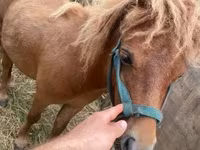 Koń, Shetland Pony — zdjęcie 2