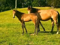Kobila, Black Sea breed — fotografija 8