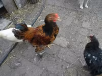 Chickens — zdjęcie 5
