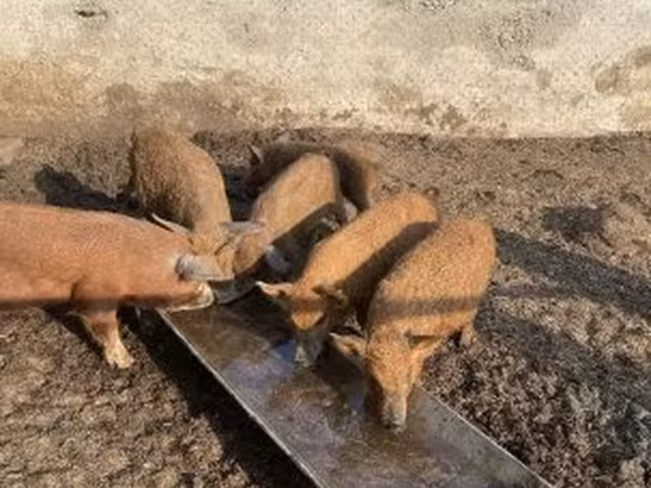 Schweine (Partie, Geschlecht nicht angegeben), Мангалица