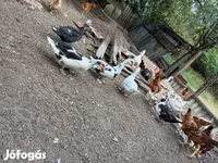 Ducks — foto 4