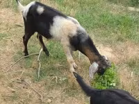 Billy Goat, Nubian Goat — photo 4