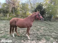 Caballo, Caballos — foto 3