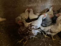 Chickens — Foto 2