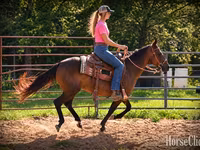 Kobila, Quarter Horse — fotografija 2