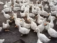 Ducks — photo 2