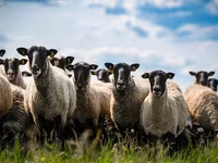 Qoyun, Romanov sheep — foto 2