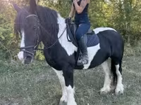 雌馬, Gypsy horse — 写真 4