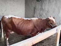 Krowa, Simmental cattle — zdjęcie 1