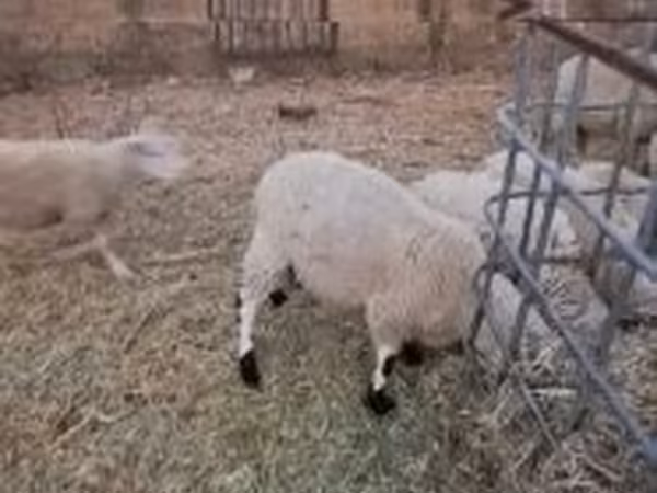 雄羊, Cerry Hill sheep