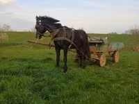 Koń, Nonius horse — zdjęcie 2