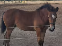 Toychoq, Haflinger — 6-rasm