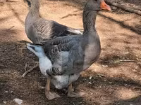 Geese — الصورة 2