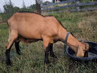 Ziegenbock, Nubian Goat — Foto 3