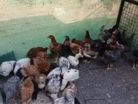 Chickens — zdjęcie 7