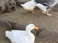 Ducks — फ़ोटो 1