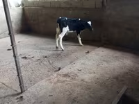 Bik, Russian Black pied cattle — fotografija 2