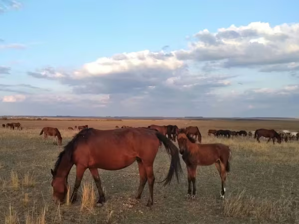 Madyan, Kazakh horse