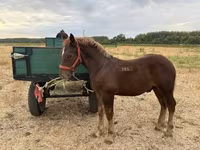 Cheval, Hungarian horse breed — photo 2