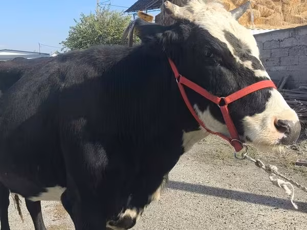 Сиыр, Russian Black pied cattle