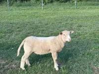 Schaf, Ile-de-France sheep — Foto 6