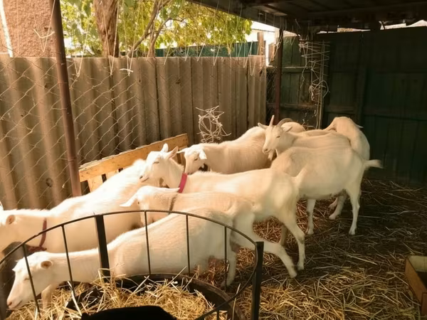 Koze (partija, pol nije naveden), Pomellata goat