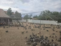 Guinea fowl — 照片 6