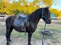 حصان, Friesian — الصورة 7