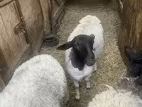 Қой, Dorper sheep — 2-сурет