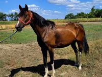 Caballo, Westphalian — foto 5