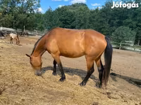 Kobila, Nonius horse — fotografija 1