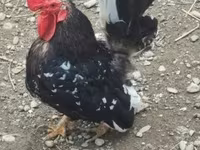 Chickens — الصورة 2