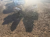 Қошқар, Cameroon sheep — 6-сурет