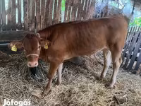 Bulle, Simmental cattle — Foto 3