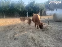 Sigir, Jersey zotasi — 2-rasm