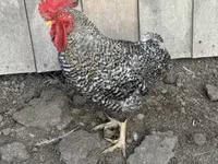 Chickens — फ़ोटो 1