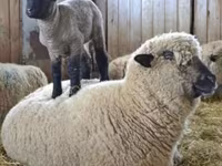 Ovan, Hampshire sheep — fotografija 5