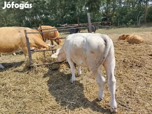 Byk, Charolais cattle