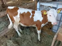 母牛, Simmental cattle — 照片 1