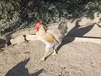Chickens — zdjęcie 6
