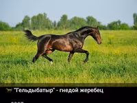 Horse (M), Akhal-Teke — photo 4