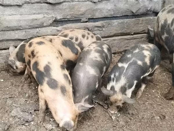Truie, Porcs
