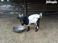 Jarac, Nigerian dwarf goats — fotografija 3
