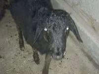 Kozioł, Kozy — zdjęcie 4
