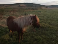 Kobila, Australian Pony — fotografija 1