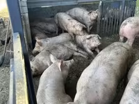 Cerdos (lote, sexo no especificado), Cerdos — foto 3