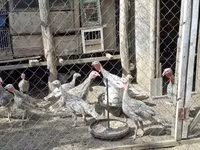 Turkeys — Foto 1