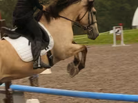 Horse (M), Horses — photo 4