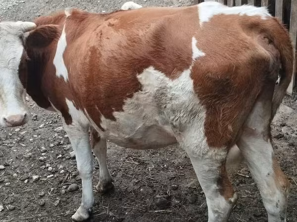 Корова, Simmental cattle