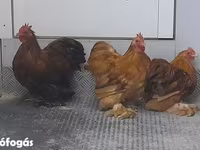 Bantam Pekín — foto 6